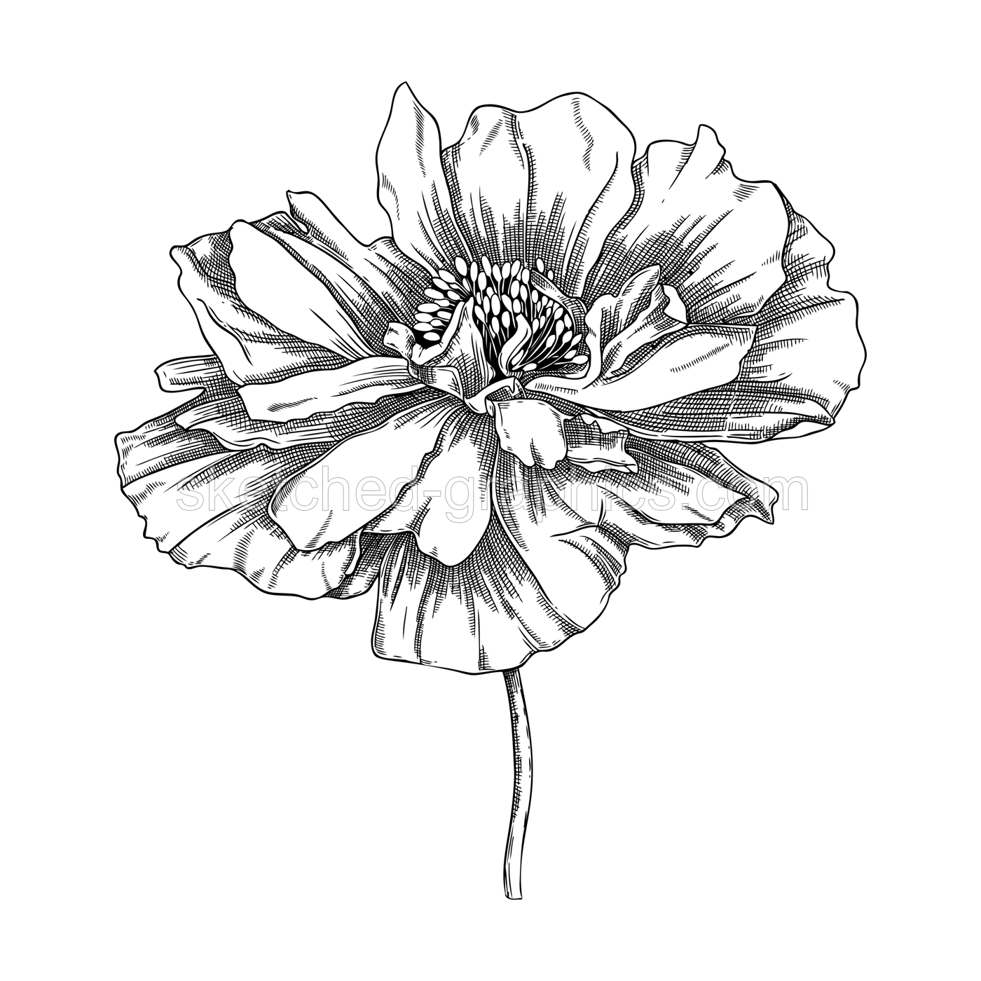 Elegant poppy illustration. Botanical drawing of summer flowers. Hand-drawn garden poppy bud. Engraved style floral drawing on white background. Hand-sketched flower for wedding or brand design Illustration